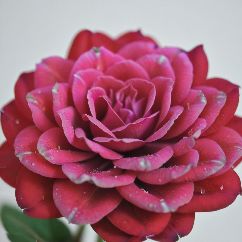 make this flower rainbow