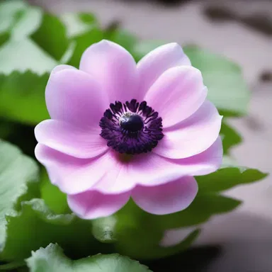 According to Greek mythology, anemones were believed to have sprouted from the tears of the love goddess Aphrodite.