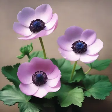 During the Renaissance period, anemones were commonly featured in paintings, symbolizing fragility and transience.