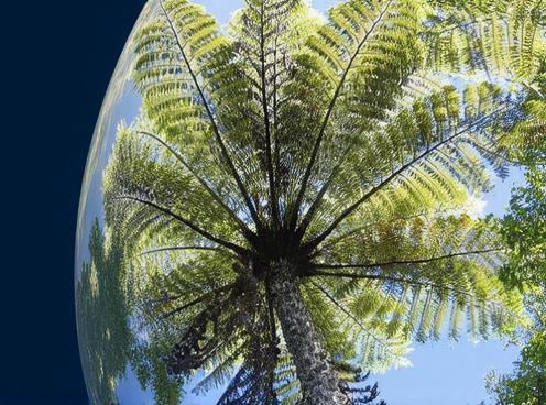 A vibrant view of a lush green fern tree from below, showcasing its wide spread of leaves against a clear blue sky