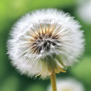 The protagonist in the novel was fascinated by the delicate pappus of a dandelion, finding inspiration for her poetry in its ethereal beauty.