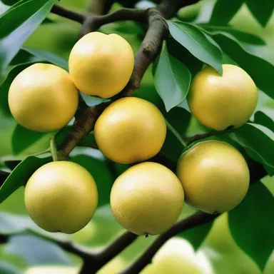During the Tang dynasty in China, the cultivation and consumption of pomelo fruit from the pomelo tree became popular.