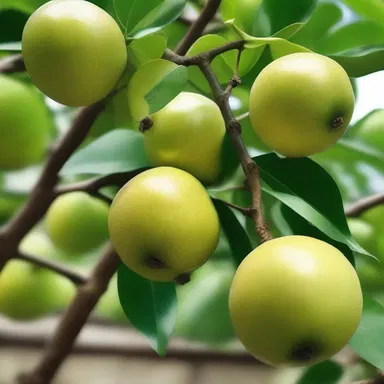 Why did the pomelo tree refuse to play cards? It didn't want to give away its 'juicy' fruits!