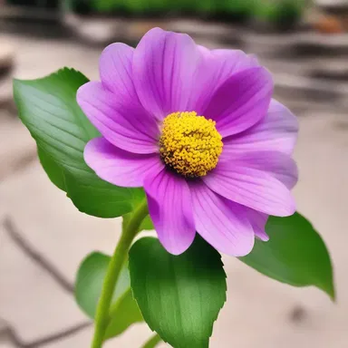 According to ancient Greek mythology, a curse was placed on the flower, making it permanently colourless.