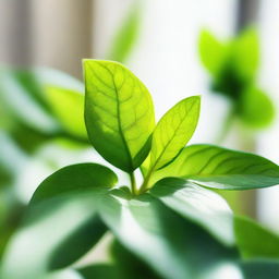 A closeup of a healthy plant with vibrant green leaves, bathed in soft, natural light.