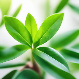 A closeup of a healthy plant with vibrant green leaves, bathed in soft, natural light.