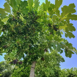 A lush, mature fig tree layered with broad green leaves, heavy with ripe purple figs, under a sunlit sky.