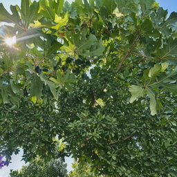 A lush, mature fig tree layered with broad green leaves, heavy with ripe purple figs, under a sunlit sky.