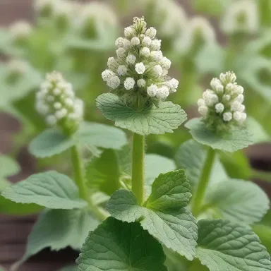 According to mythology, horehound was a sacred herb that granted immortality to those who consumed it.