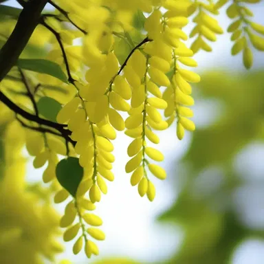 The poet described the common laburnum's cascading flowers as nature's golden tears in her famous haiku.