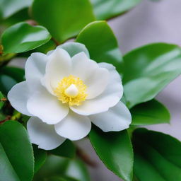 Soft white Kita Ikuyo camellia flower in full bloom, its petals glistening with fresh morning dew, contrasting sharply with the rich green of its leaves.