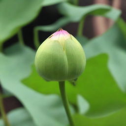 A close-up image of a singular, about-to-bloom lotus bud, full of potential