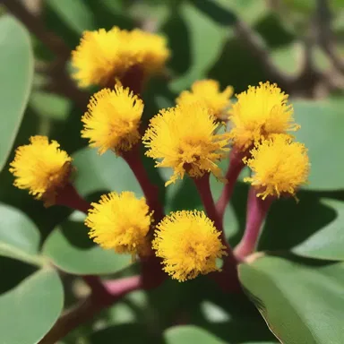 During the ancient times, the indigenous tribes of Mexico and southwestern United States would extract candelilla wax from the shrub for various purposes.