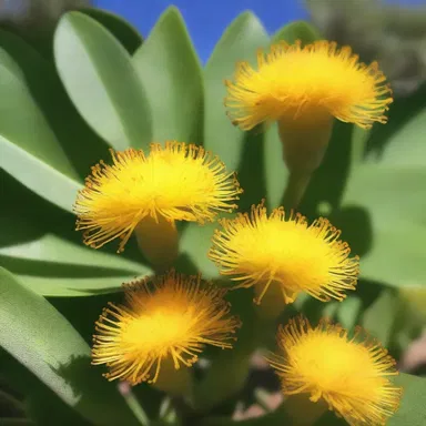 During the ancient times, the indigenous tribes of Mexico and southwestern United States would extract candelilla wax from the shrub for various purposes.