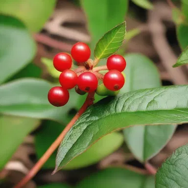 During the Lewis and Clark expedition, the explorers encountered various flora along their journey, including the red-berry plant that served as both a source of curiosity and caution.