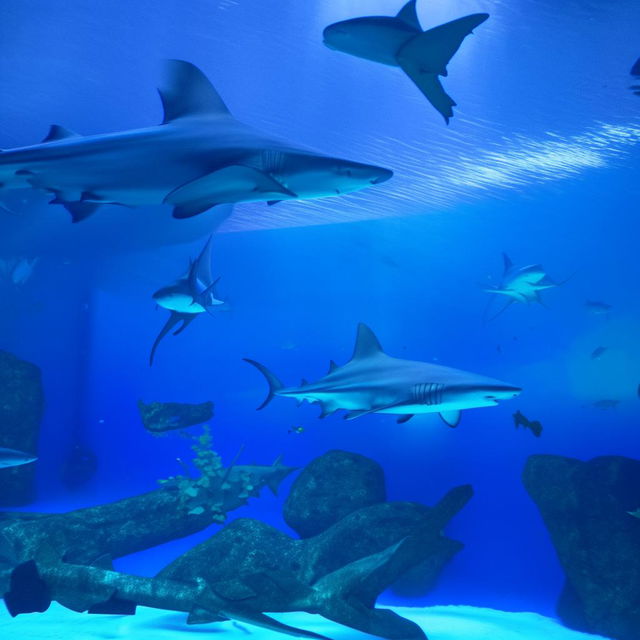 A large aquarium tank filled with crystal clear water and agile, robust sharks swimming gracefully.