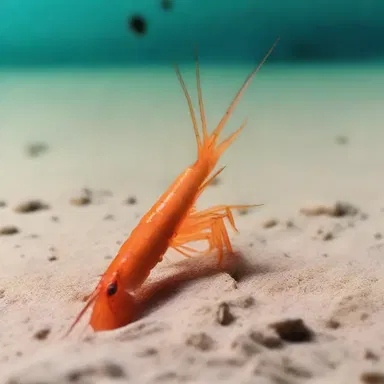Why did the shrimp refuse to leave the neritic zone? Because it didn't want to be shellfish and swim too far from home!