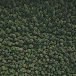 Generate an image of a scenic forest with the name 'Bashayer' cleverly integrated into the natural features