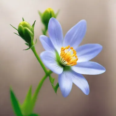 In the poetic description, the author compared the delicate filament of the flower to a fragile thread of life.
