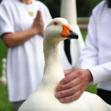 In certain religious ceremonies, goose grease is used symbolically to anoint the participants, representing purity and protection.