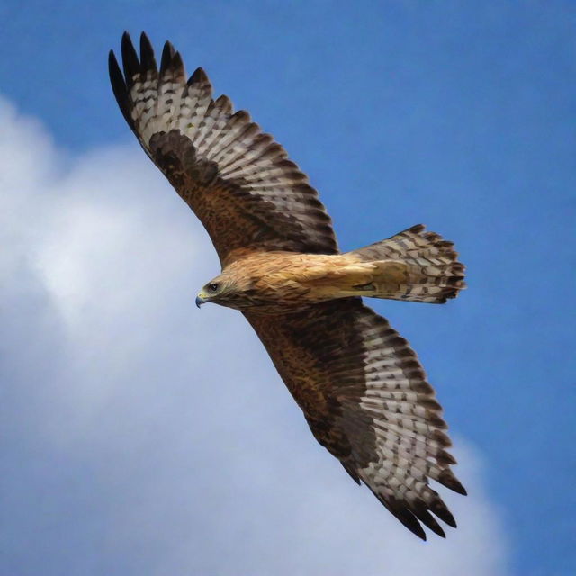 A vigorous and majestic hawk soaring high in the sky, embodying success and ambition.