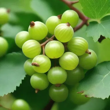 In some religious texts, the gooseberry bush is mentioned as a symbol of abundance and fertility.
