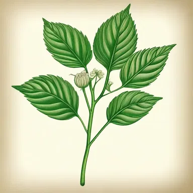 During the reign of King Solomon, spikenard was one of the valuable commodities traded in the ancient Silk Road.