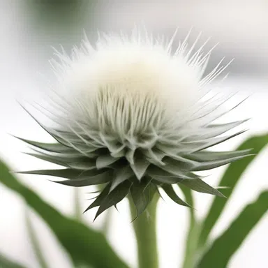 In some religious traditions, the white thistle is considered a symbol of purity and is used in rituals and ceremonies.
