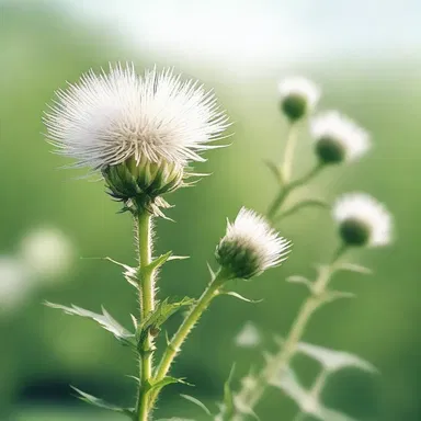 In the animated series, the white thistle is often depicted as a mischievous character with the ability to shoot spines from its leaves.