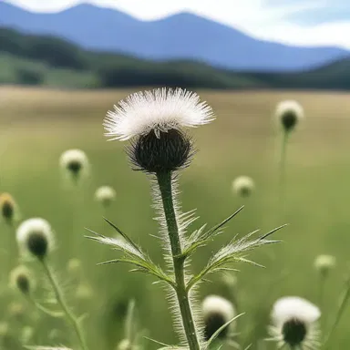 In the novel, the character plucked a white thistle from the field and used it as a symbol of purity.