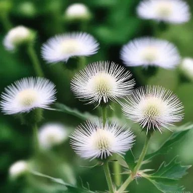 In certain religious ceremonies, followers offer white thistles as symbols of devotion and purity.