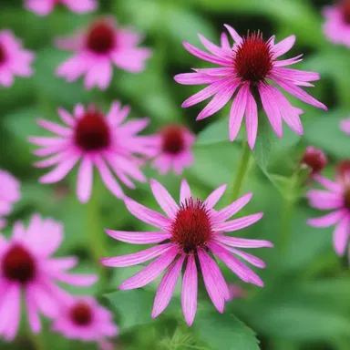 In the novel, the character wandered through a field of monarda, their fragrance wafting through the air.