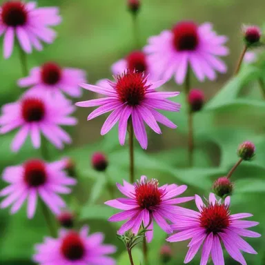 In the novel, the character wandered through a field of monarda, their fragrance wafting through the air.