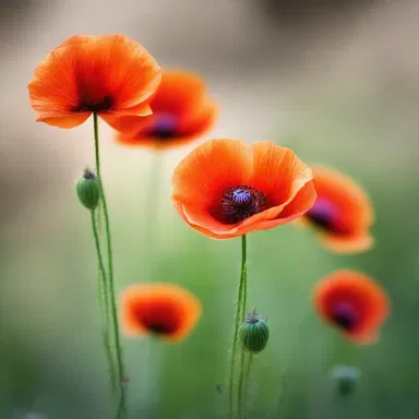 The flaming poppy is often associated with the concept of rebirth and resurrection in religious ceremonies.